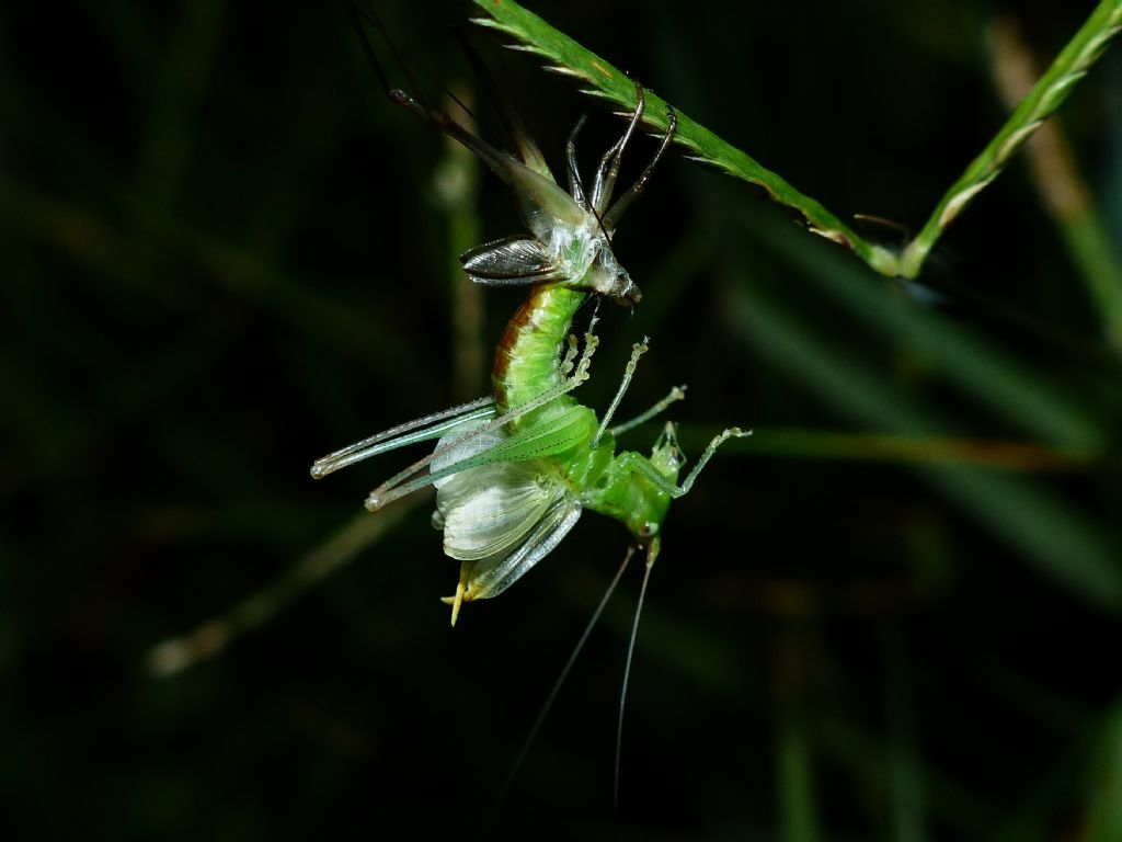 da identificare... Tettigoniidae?... no, neanide di Phaneroptera cfr. nana